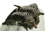 Rare, Fossil Encrinurus Trilobite - Malvern, England #353843-3